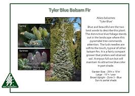 Attēlu rezultāti vaicājumam “Abies balsamea”