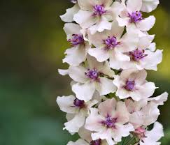 Attēlu rezultāti vaicājumam “Verbascum nigrum”