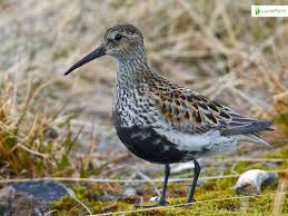Attēlu rezultāti vaicājumam “Calidris alpina adult”