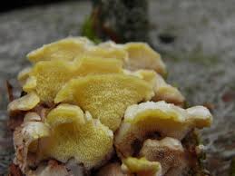 Attēlu rezultāti vaicājumam “Flaviporus citrinellus”