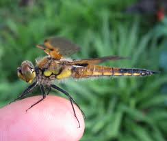 Attēlu rezultāti vaicājumam “Libellula quadrimaculata”