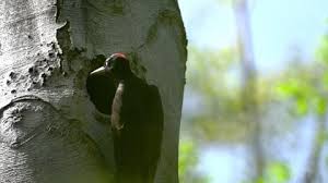 Attēlu rezultāti vaicājumam “Dryocopus martius nest”