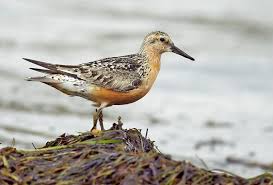 Attēlu rezultāti vaicājumam “Calidris canutus adult”