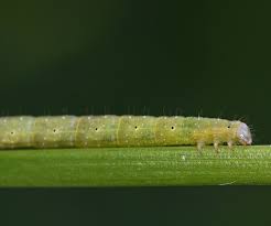 Attēlu rezultāti vaicājumam “Larentia clavaria”