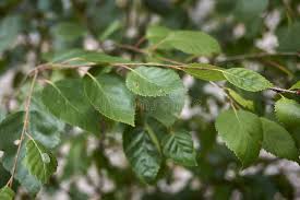 Attēlu rezultāti vaicājumam “Betula pubescens leaf”