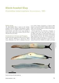 Attēlu rezultāti vaicājumam “Krynickillus melanocephalus”