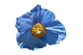 Image result for Scheinmohn blau