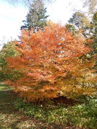 Attēlu rezultāti vaicājumam “Carpinus caroliniana”