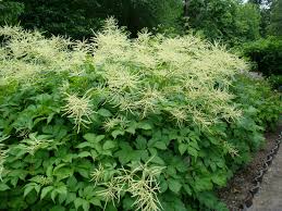 Image result for Aruncus dioicus