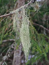 Attēlu rezultāti vaicājumam “Evernia divaricata”