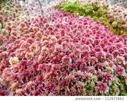 Attēlu rezultāti vaicājumam “Sphagnum capillifolium”