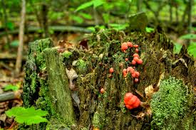 Attēlu rezultāti vaicājumam “Tubiferaceae”