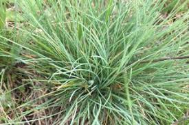 Attēlu rezultāti vaicājumam “Festuca altissima leaf”