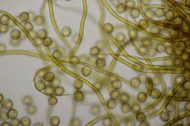 Attēlu rezultāti vaicājumam “Trichia sp.”