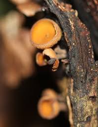 Attēlu rezultāti vaicājumam “Rutstroemia firma”