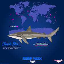 Image result for Carcharhinus galapagensis