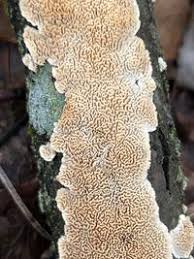 Attēlu rezultāti vaicājumam “Irpex lacteus”