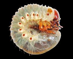 Attēlu rezultāti vaicājumam “Oryctes nasicornis male”