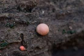 Attēlu rezultāti vaicājumam “Lycogala cf. fossiculatum macro”