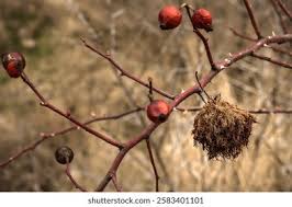Attēlu rezultāti vaicājumam “Rosa villosa fruit”