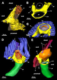 Attēlu rezultāti vaicājumam “Perichaena corticalis sessile”