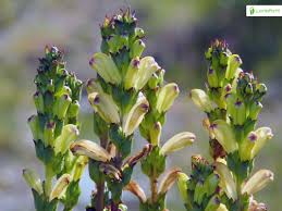 Attēlu rezultāti vaicājumam “Pedicularis sceptrum-carolinum”