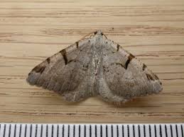 Attēlu rezultāti vaicājumam “Macaria wauaria”