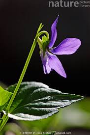 Attēlu rezultāti vaicājumam “Viola hirta”