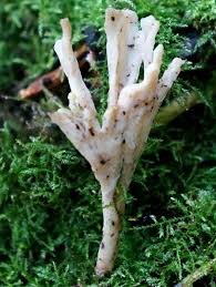 Attēlu rezultāti vaicājumam “Clavulinopsis cinerioides”