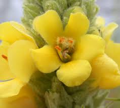 Attēlu rezultāti vaicājumam “Verbascum thapsus flower”