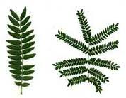 Attēlu rezultāti vaicājumam “Gleditsia triacanthos leaf”