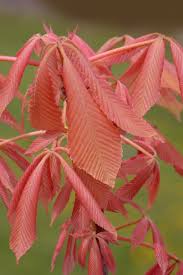 Attēlu rezultāti vaicājumam “Aesculus x neglecta”