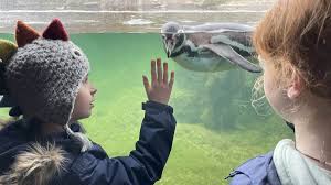 Image result for Merdon Bowmen Archery Club