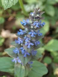 Attēlu rezultāti vaicājumam “Ajuga genevensis”