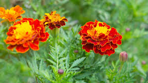 Attēlu rezultāti vaicājumam “Tagetes flower”