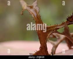 Attēlu rezultāti vaicājumam “Cetraria ericetorum”