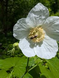 Attēlu rezultāti vaicājumam “Rubus parviflorus”