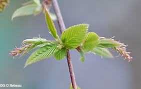 Attēlu rezultāti vaicājumam “Carpinus caroliniana male flower”