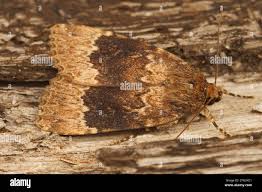 Attēlu rezultāti vaicājumam “Amphipyra perflua”