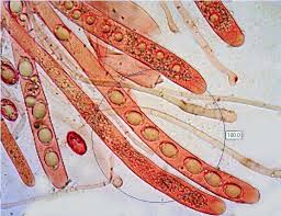 Attēlu rezultāti vaicājumam “Helvella atra”