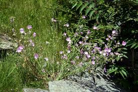 Image result for Malva alcea