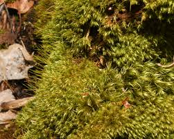 Attēlu rezultāti vaicājumam “Dicranum montanum sporophyte”