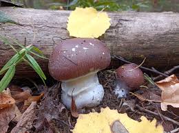 Attēlu rezultāti vaicājumam “Cortinarius praestans”