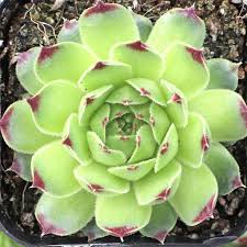 Attēlu rezultāti vaicājumam “Campylophyllum calcareum”