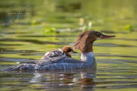 Attēlu rezultāti vaicājumam “Mergus merganser juvenile”