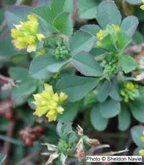 Attēlu rezultāti vaicājumam “Trifolium dubium leaf”