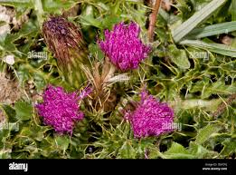 Attēlu rezultāti vaicājumam “Cirsium acaule”