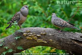 Image result for Streptopelia orientalis