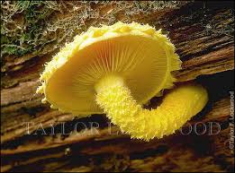 Attēlu rezultāti vaicājumam “Pholiota flammans”