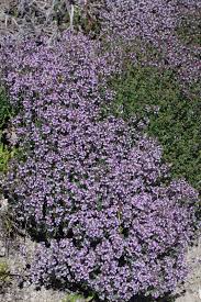 Attēlu rezultāti vaicājumam “Thymus vulgaris”